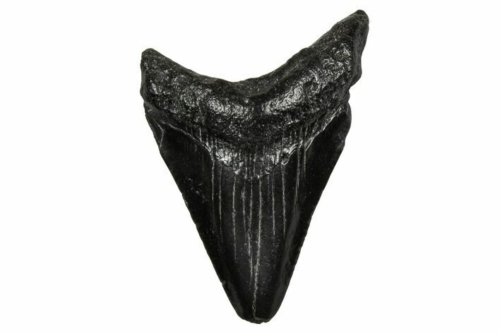 Juvenile Megalodon Tooth - South Carolina #353302